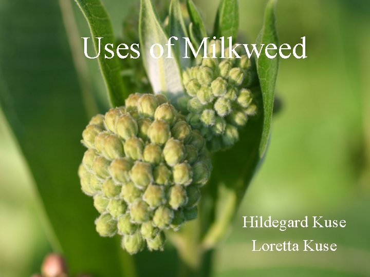 Uses of Milkweed Hildegard Kuse Loretta Kuse 