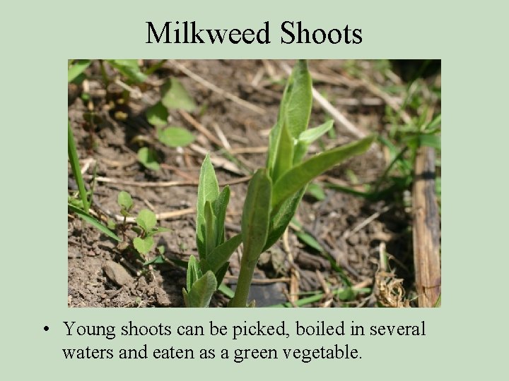 Milkweed Shoots • Young shoots can be picked, boiled in several waters and eaten