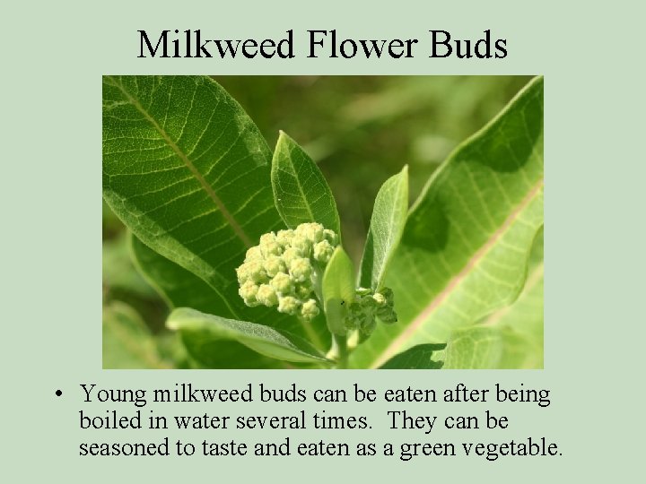 Milkweed Flower Buds • Young milkweed buds can be eaten after being boiled in