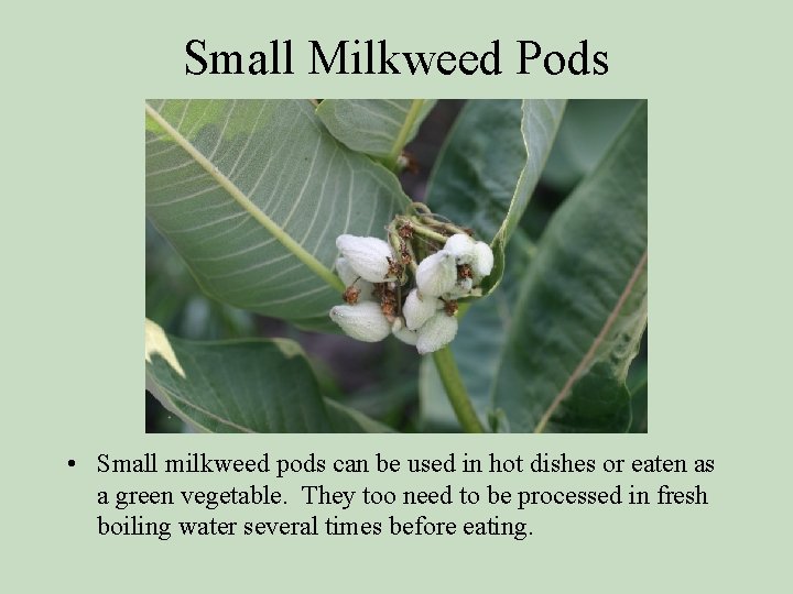 Small Milkweed Pods • Small milkweed pods can be used in hot dishes or