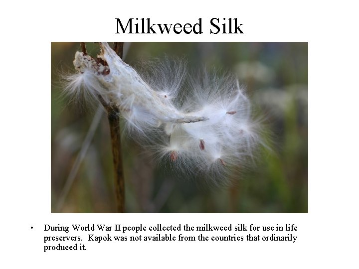 Milkweed Silk • During World War II people collected the milkweed silk for use