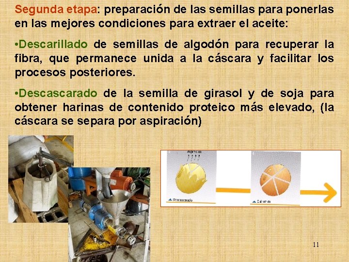 Segunda etapa: preparación de las semillas para ponerlas en las mejores condiciones para extraer