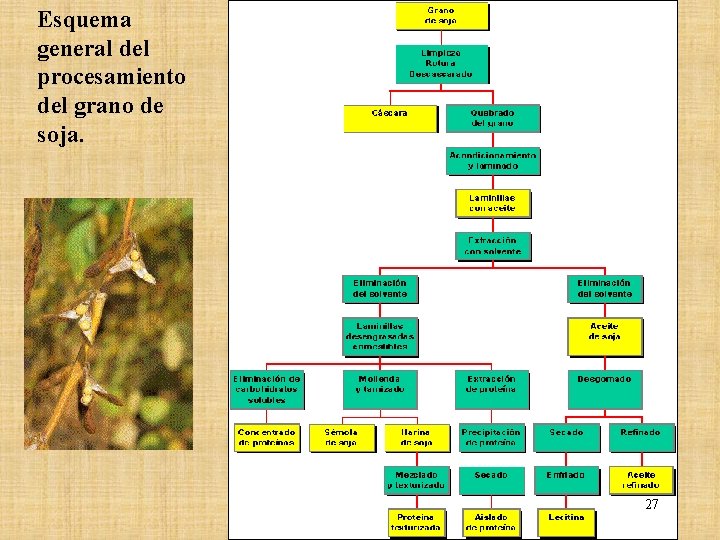 Esquema general del procesamiento del grano de soja. 27 