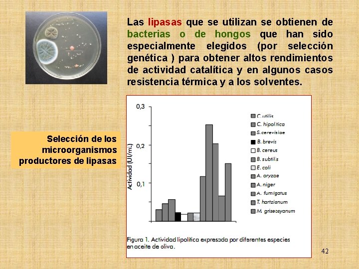Las lipasas que se utilizan se obtienen de bacterias o de hongos que han