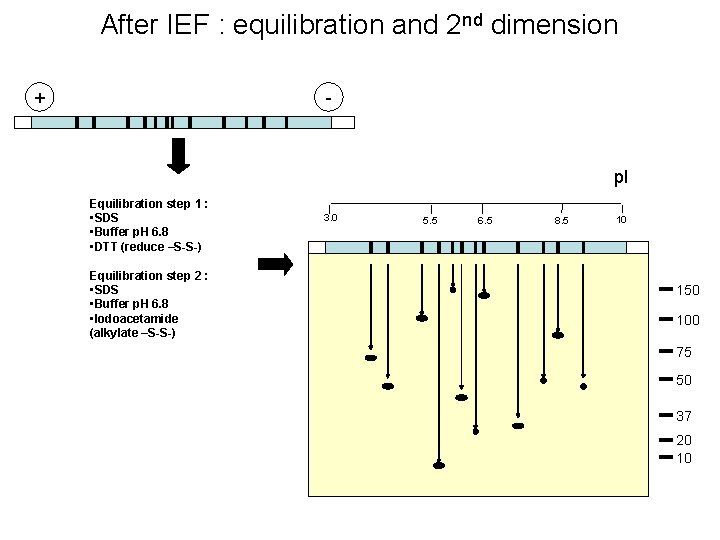 After IEF : equilibration and 2 nd dimension + - p. I Equilibration step