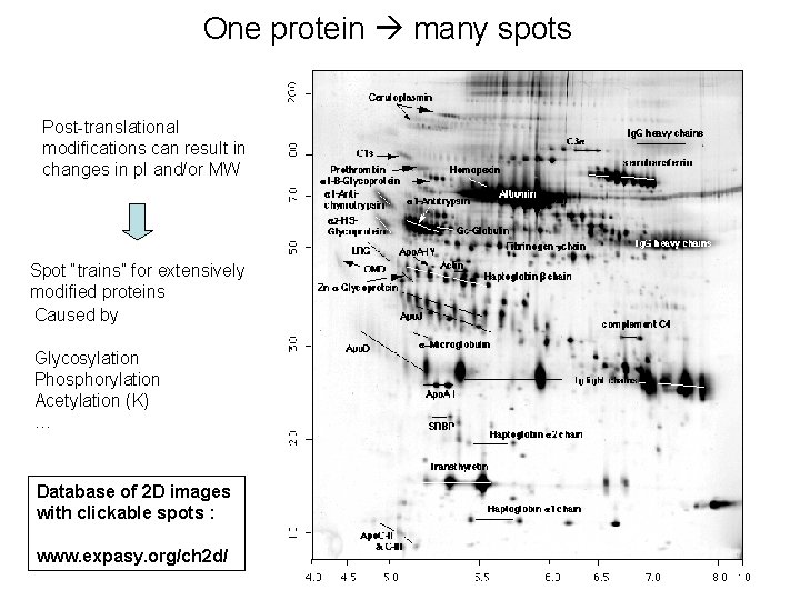 One protein many spots Post-translational modifications can result in changes in p. I and/or