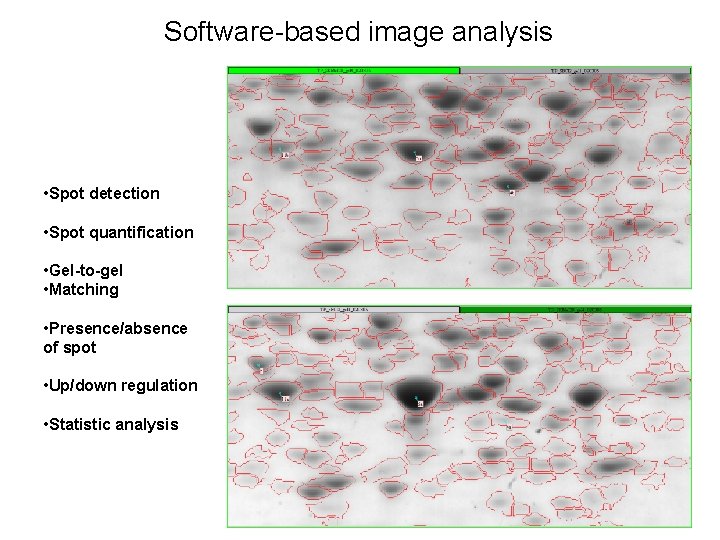 Software-based image analysis • Spot detection • Spot quantification • Gel-to-gel • Matching •