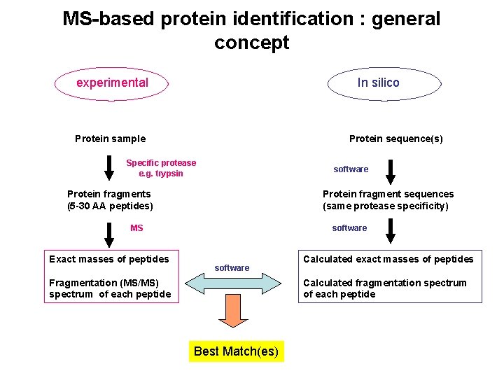 MS-based protein identification : general concept experimental In silico Protein sample Protein sequence(s) Specific