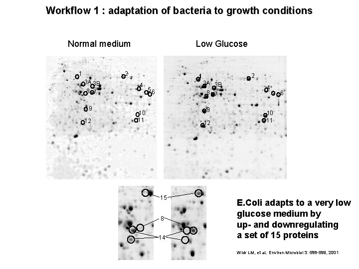 Workflow 1 : adaptation of bacteria to growth conditions Normal medium 1 Low Glucose