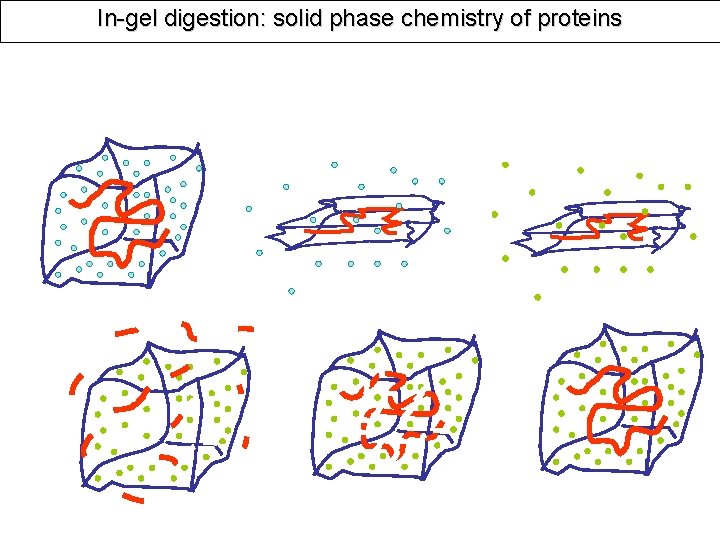 In-gel digestion: solid phase chemistry of proteins 
