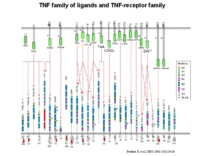 TNF family of ligands and TNF-receptor family Bodmer JL et al, TIBS. 2002 27(1):
