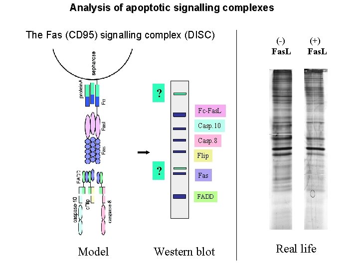 Analysis of apoptotic signalling complexes The Fas (CD 95) signalling complex (DISC) (-) Fas.