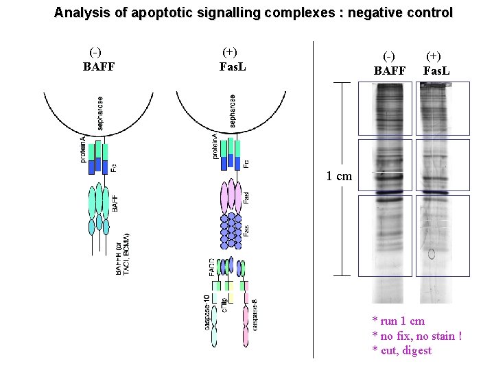 Analysis of apoptotic signalling complexes : negative control (-) BAFF (+) Fas. L 1