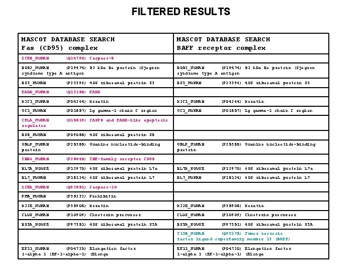 FILTERED RESULTS MASCOT DATABASE SEARCH Fas (CD 95) complex MASCOT DATABASE SEARCH BAFF receptor