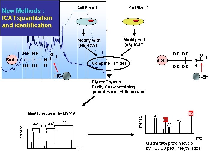 Cell State 1 New Methods : ICAT: quantitation and identification Modify with (H 8)-ICAT