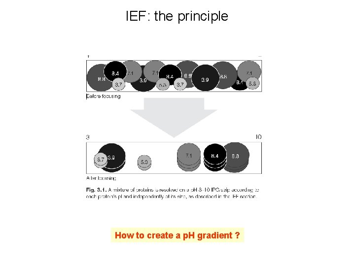 IEF: the principle How to create a p. H gradient ? 