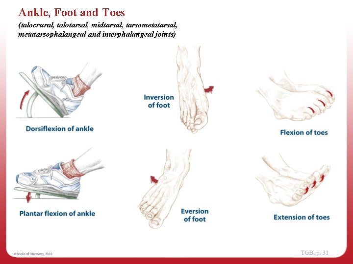 Ankle, Foot and Toes (talocrural, talotarsal, midtarsal, tarsometatarsal, metatarsophalangeal and interphalangeal joints) 
