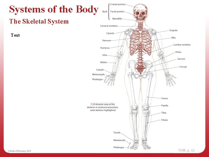 Systems of the Body The Skeletal System Text 