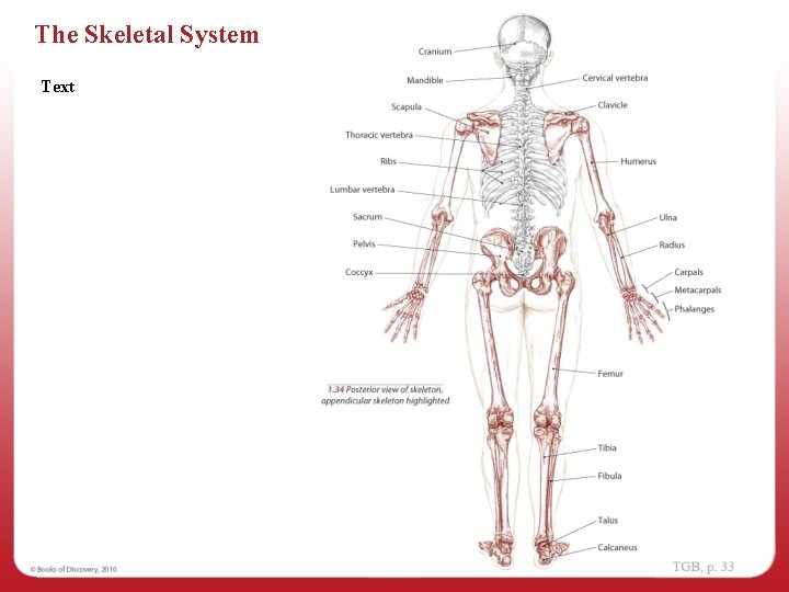 The Skeletal System Text 