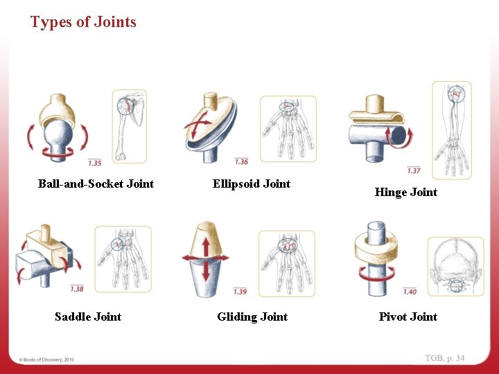 Types of Joints Ball-and-Socket Joint Saddle Joint Ellipsoid Joint Gliding Joint Hinge Joint Pivot