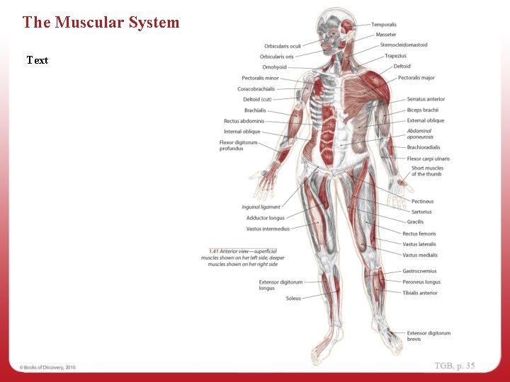 The Muscular System Text 