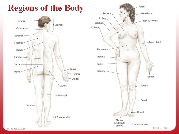 Regions of the Body 