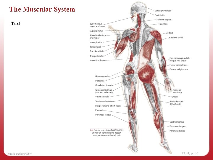 The Muscular System Text 