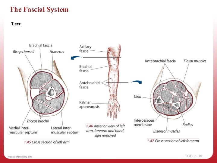 The Fascial System Text 