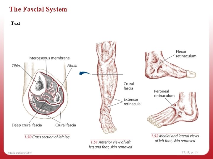 The Fascial System Text 