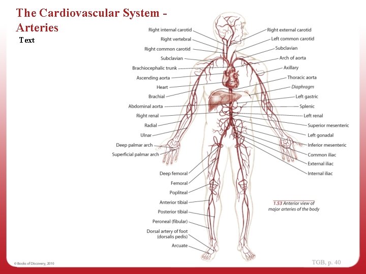 The Cardiovascular System Arteries Text 