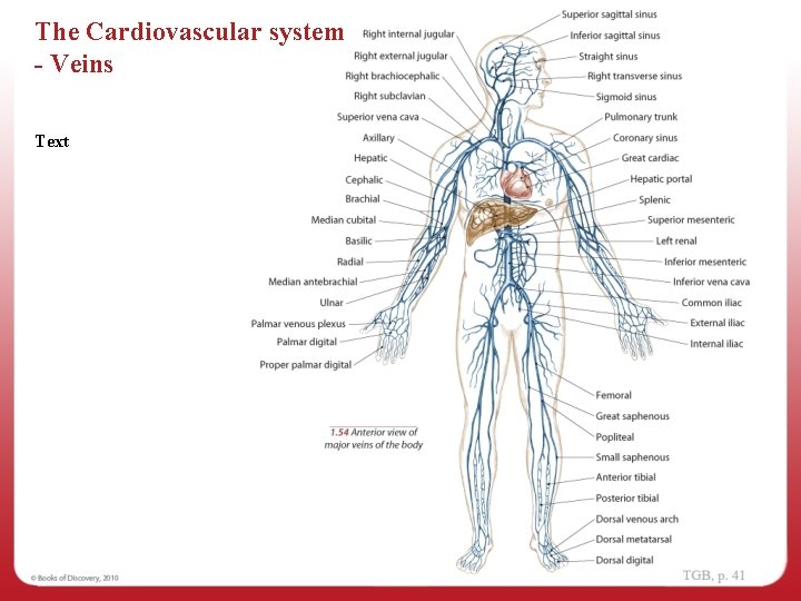 The Cardiovascular system - Veins Text 
