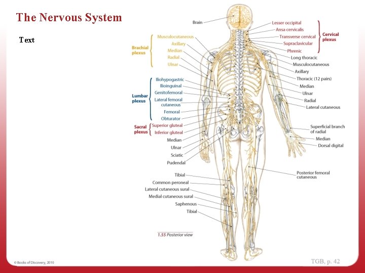 The Nervous System Text 