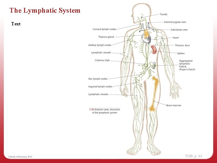 The Lymphatic System Text 