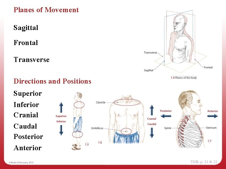 Planes of Movement Sagittal Frontal Transverse Directions and Positions Superior Inferior Cranial Caudal Posterior