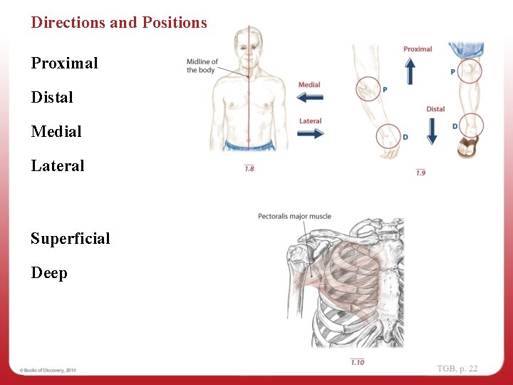 Directions and Positions Proximal Distal Medial Lateral Superficial Deep 