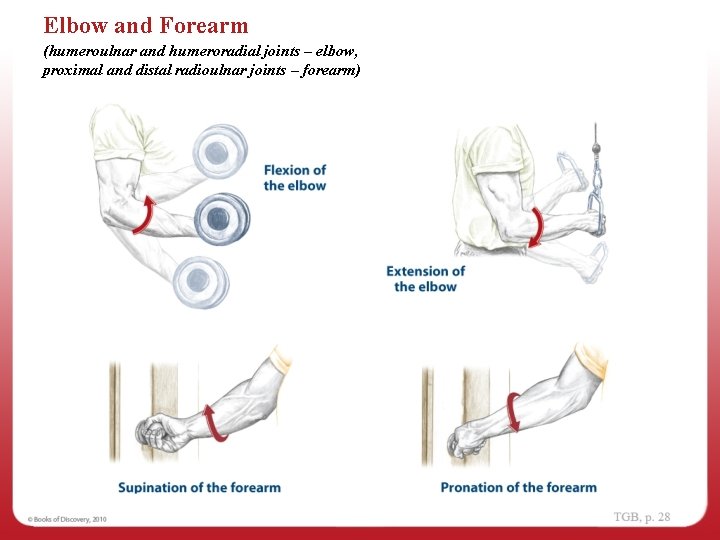 Elbow and Forearm (humeroulnar and humeroradial joints – elbow, proximal and distal radioulnar joints