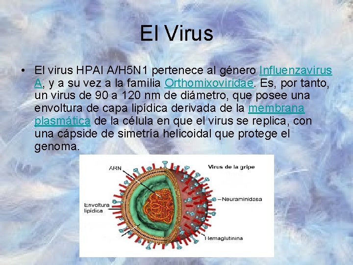 El Virus • El virus HPAI A/H 5 N 1 pertenece al género Influenzavirus