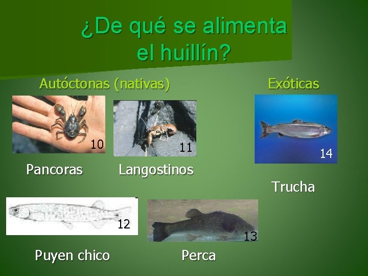 ¿De qué se alimenta el huillín? Autóctonas (nativas) 10 Pancoras Exóticas 11 Langostinos 12