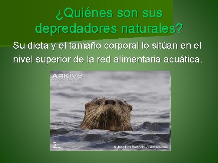 ¿Quiénes son sus depredadores naturales? Su dieta y el tamaño corporal lo sitúan en