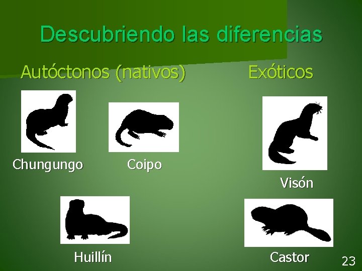 Descubriendo las diferencias Autóctonos (nativos) Chungungo Exóticos Coipo Visón Huillín Castor 23 