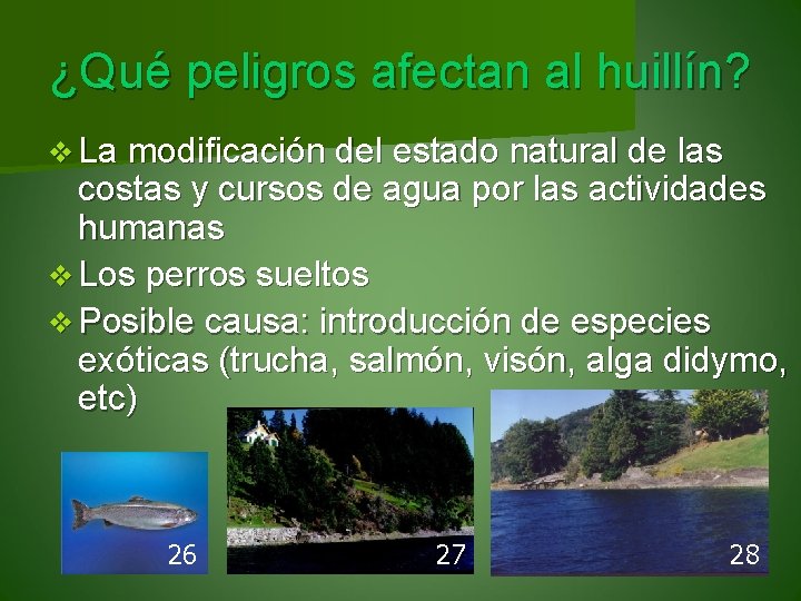 ¿Qué peligros afectan al huillín? v La modificación del estado natural de las costas