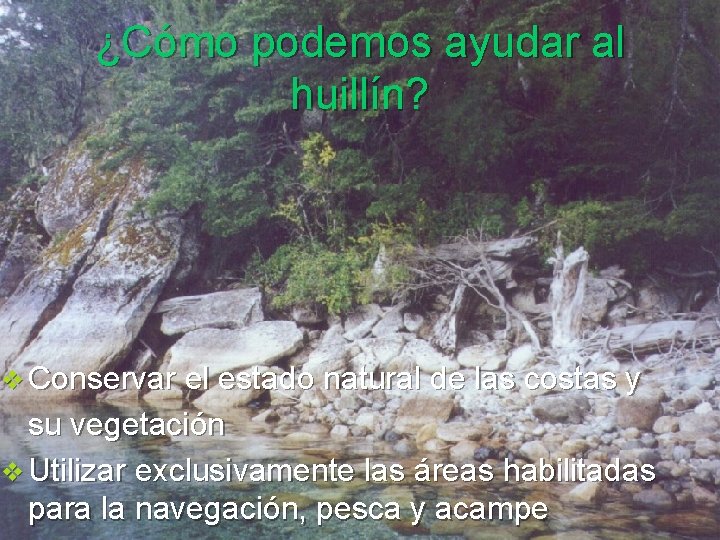 ¿Cómo podemos ayudar al huillín? v Conservar el estado natural de las costas y