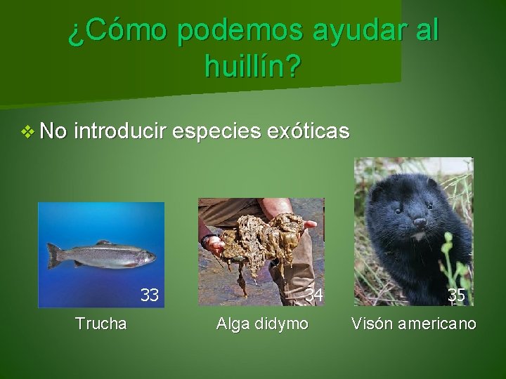 ¿Cómo podemos ayudar al huillín? v No introducir especies exóticas 33 Trucha 34 Alga