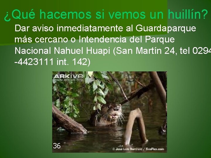 ¿Qué hacemos si vemos un huillín? Dar aviso inmediatamente al Guardaparque más cercano o