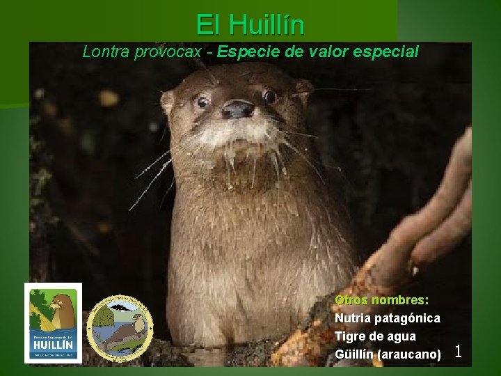 El Huillín Lontra provocax - Especie de valor especial Otros nombres: Nutria patagónica Tigre