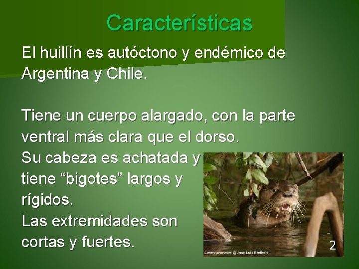 Características El huillín es autóctono y endémico de Argentina y Chile. Tiene un cuerpo