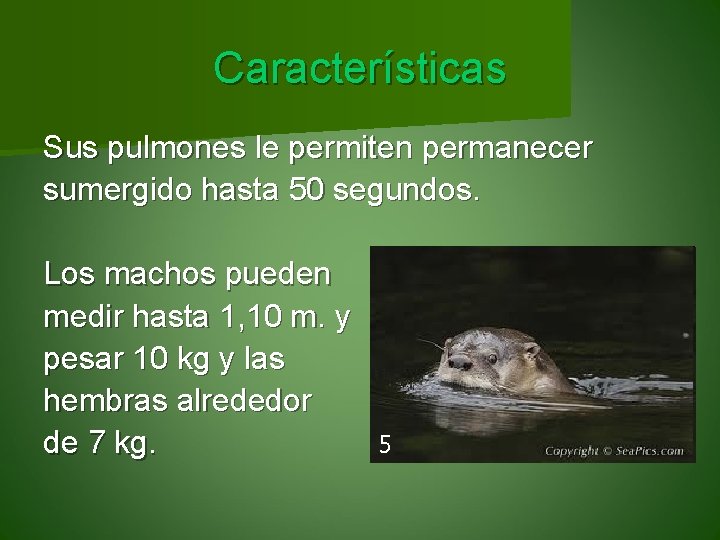 Características Sus pulmones le permiten permanecer sumergido hasta 50 segundos. Los machos pueden medir