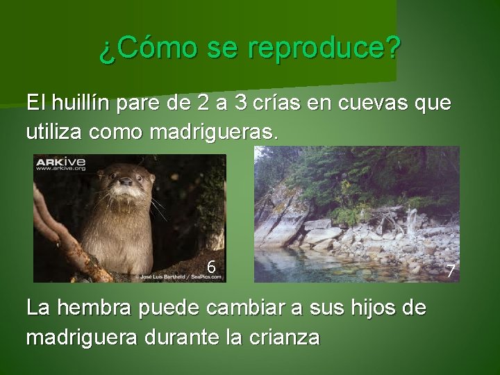 ¿Cómo se reproduce? El huillín pare de 2 a 3 crías en cuevas que