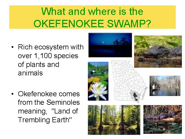 What and where is the OKEFENOKEE SWAMP? • Rich ecosystem with over 1, 100