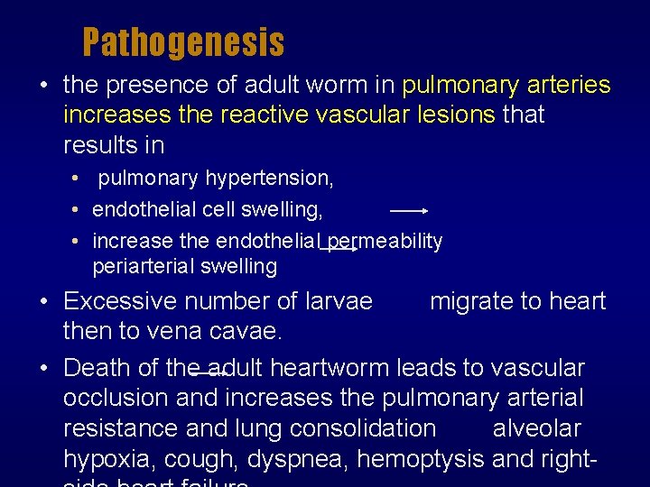 Pathogenesis • the presence of adult worm in pulmonary arteries increases the reactive vascular